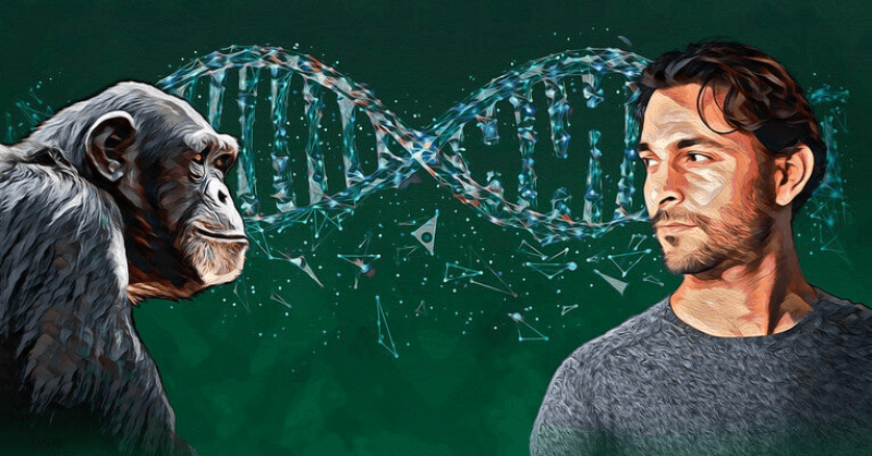 Diagram showing humans and chimpanzees share 98.8% of DNA