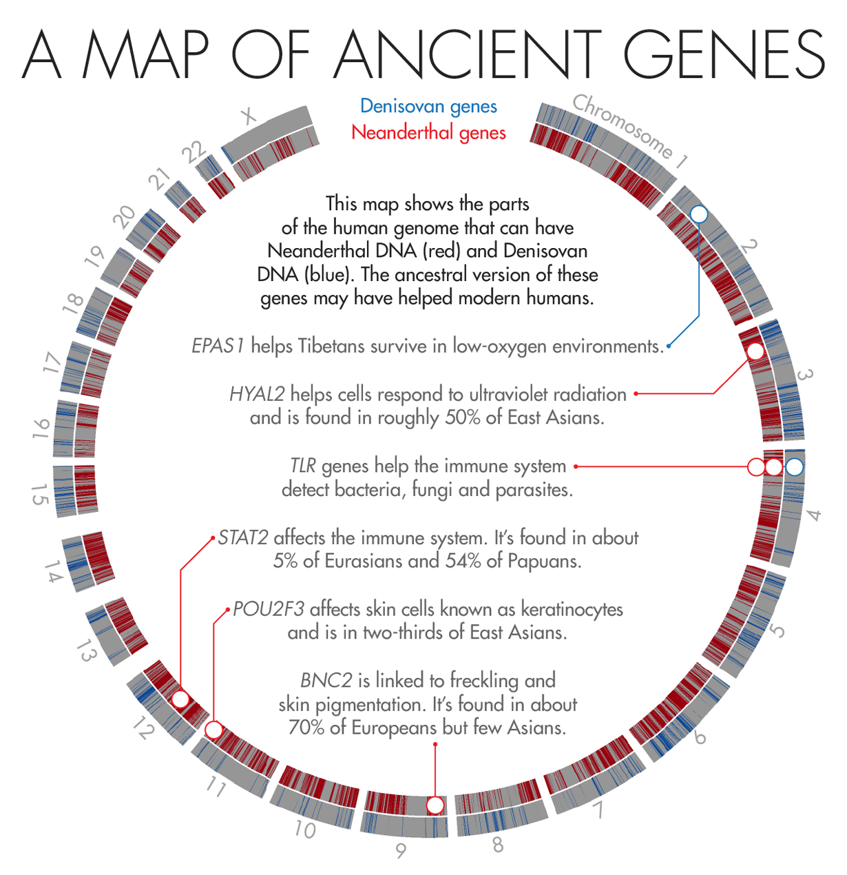 World map showing distribution of archaic human DNA in modern populations